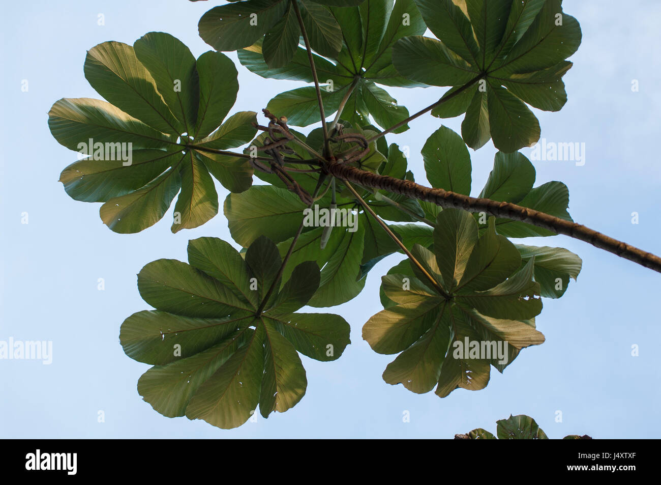 Leaves on the end of a branch of Cecropia peltata in the Atlantic Rainforest, Parana Brazil Stock Photo