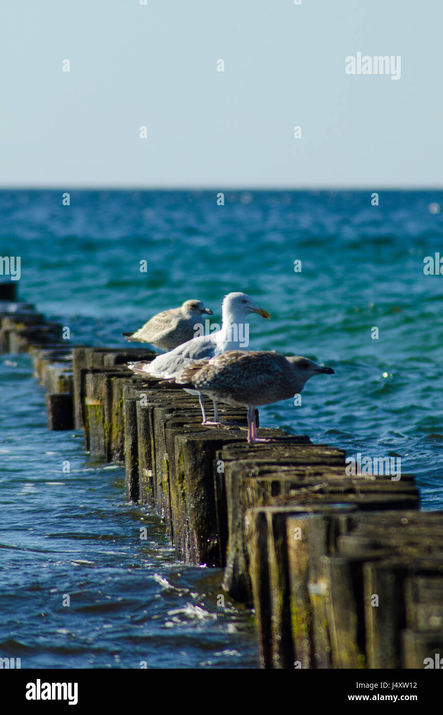 seagulls sitting on beach groins Stock Photo