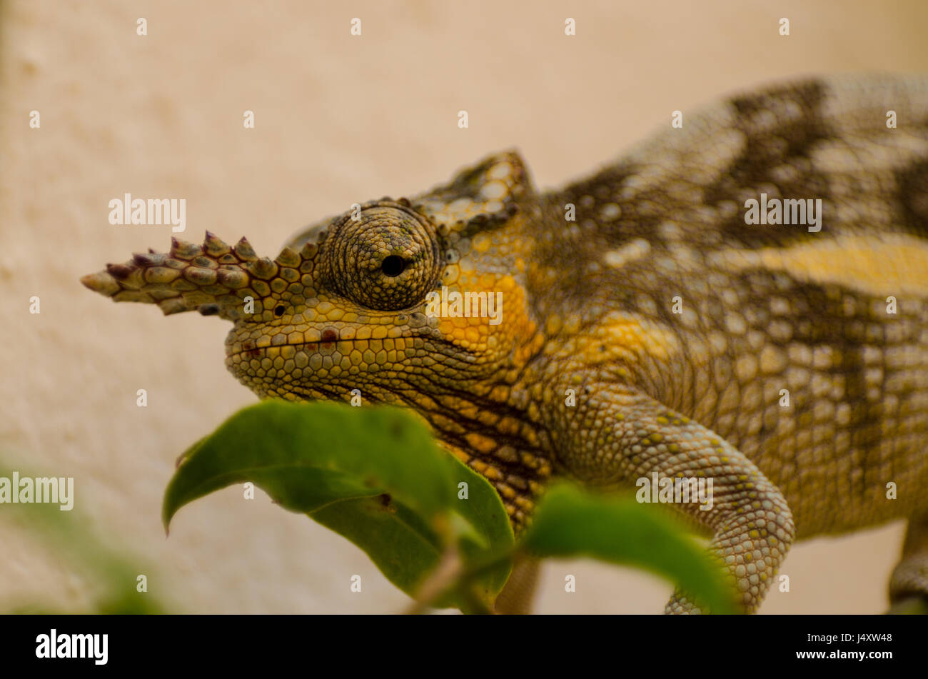 Horned Chameleon Stock Photo