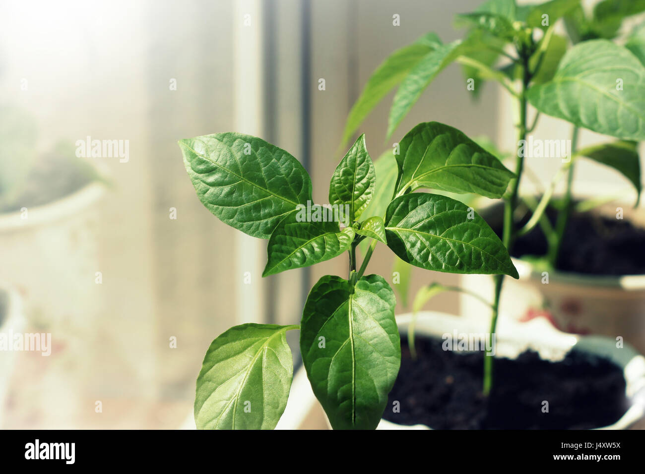 Red paprika tree hires stock photography and images Alamy