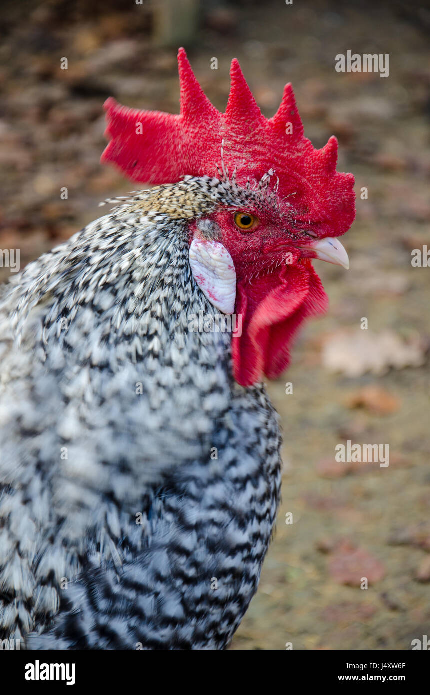 Profile of rooster Stock Photo
