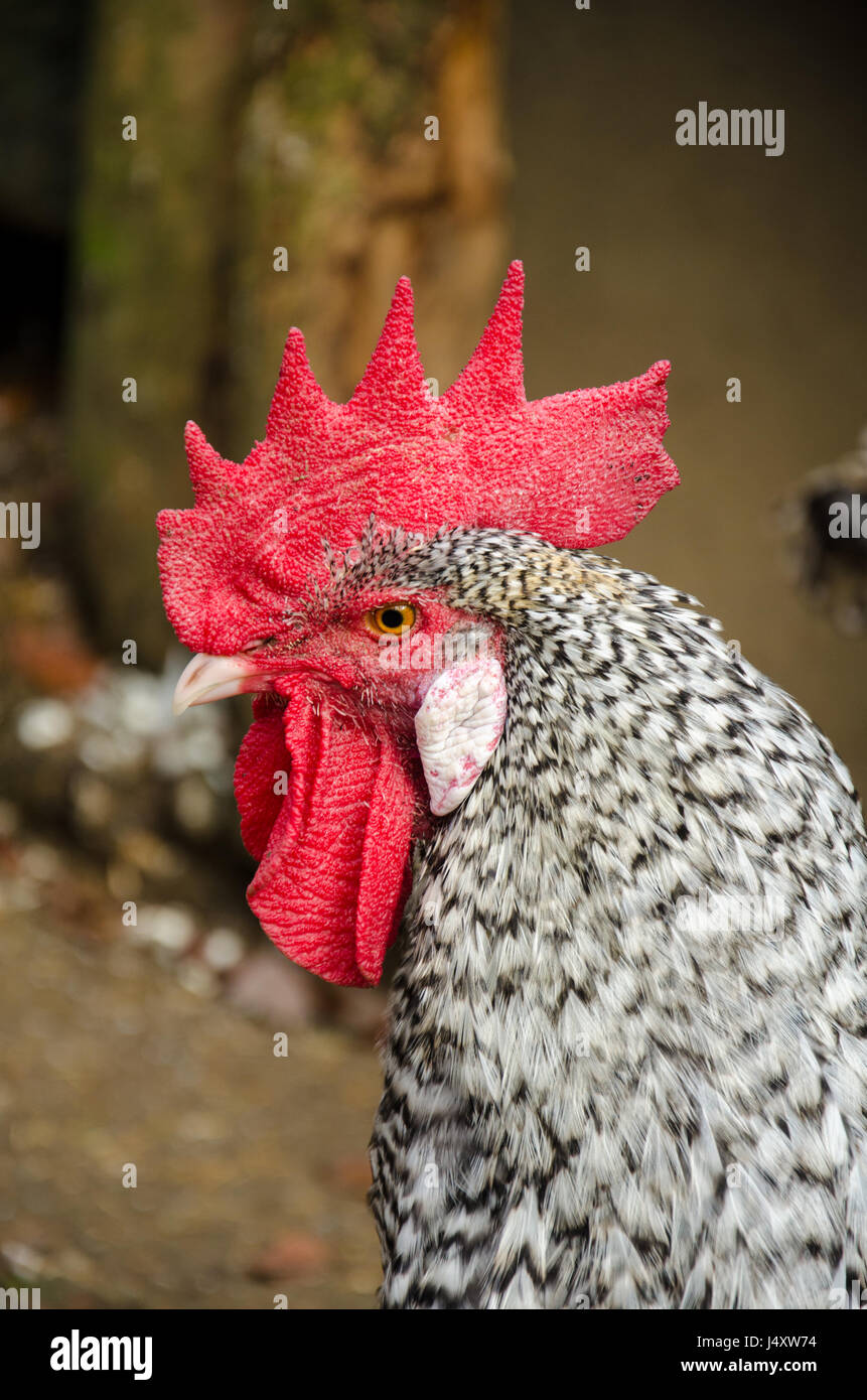 Profile of rooster Stock Photo