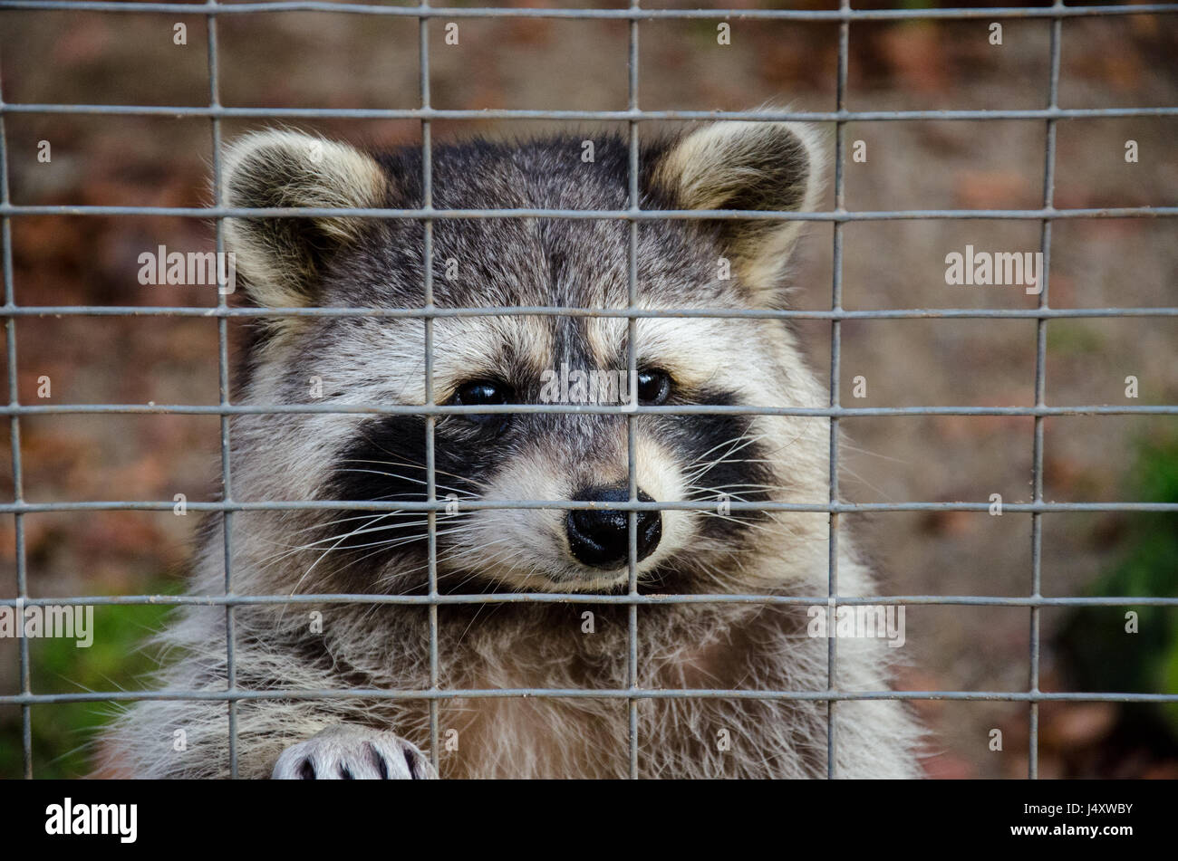 Racoon behind bars Stock Photo
