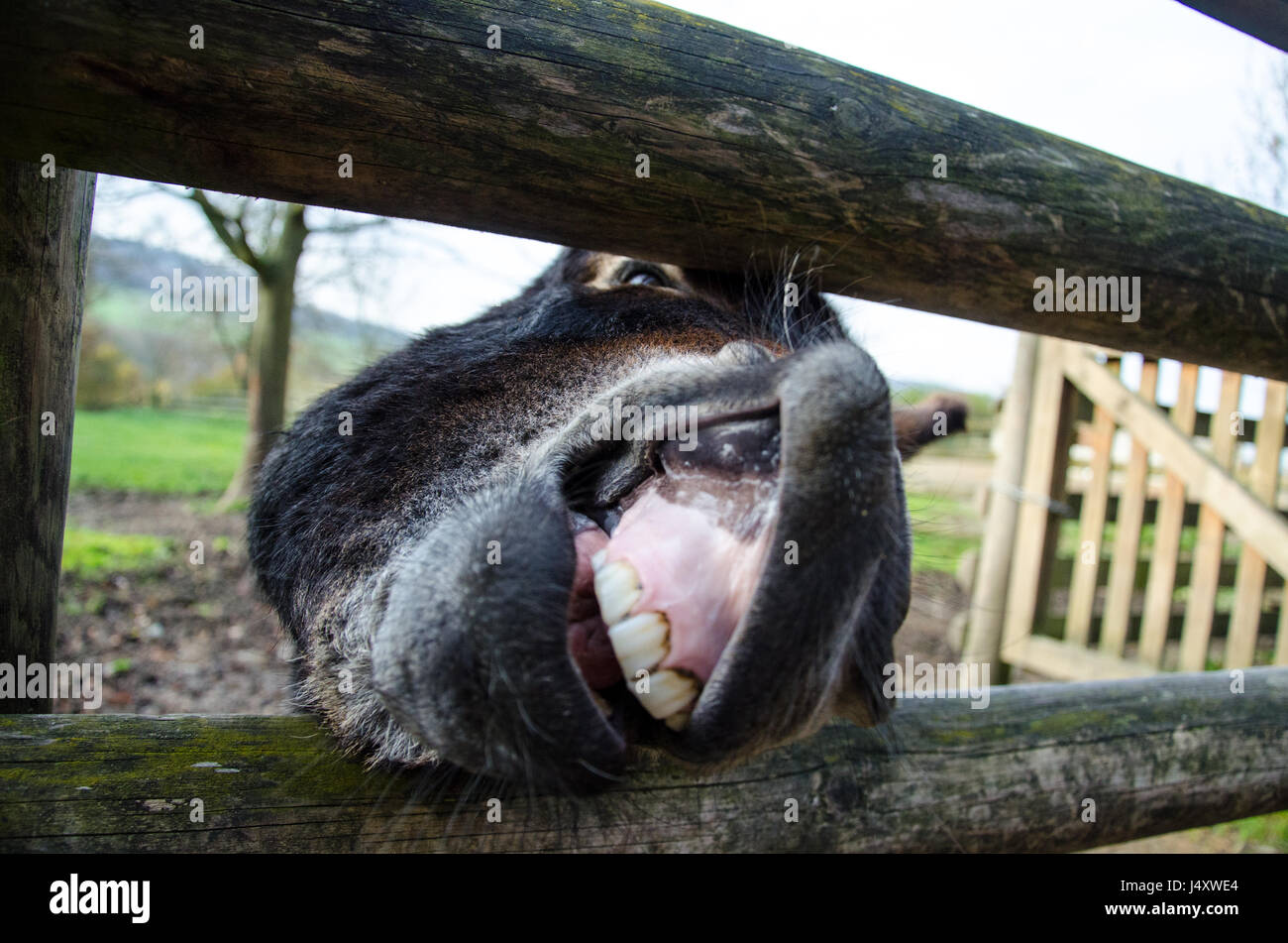 Donkey prying through fence Stock Photo