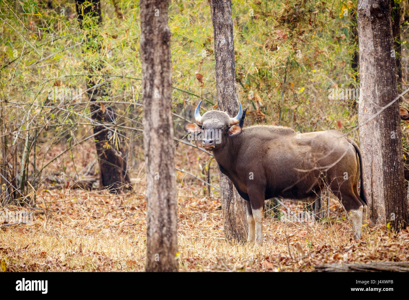 Gaur cow in Tadoba National Park Stock Photo - Alamy