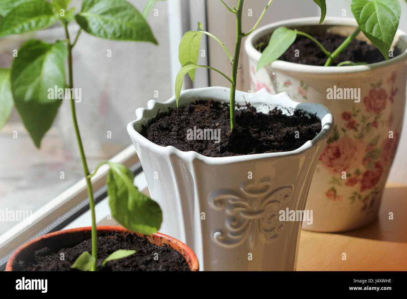 paprika plants growing in pots indoor . Close up Stock Photo Alamy