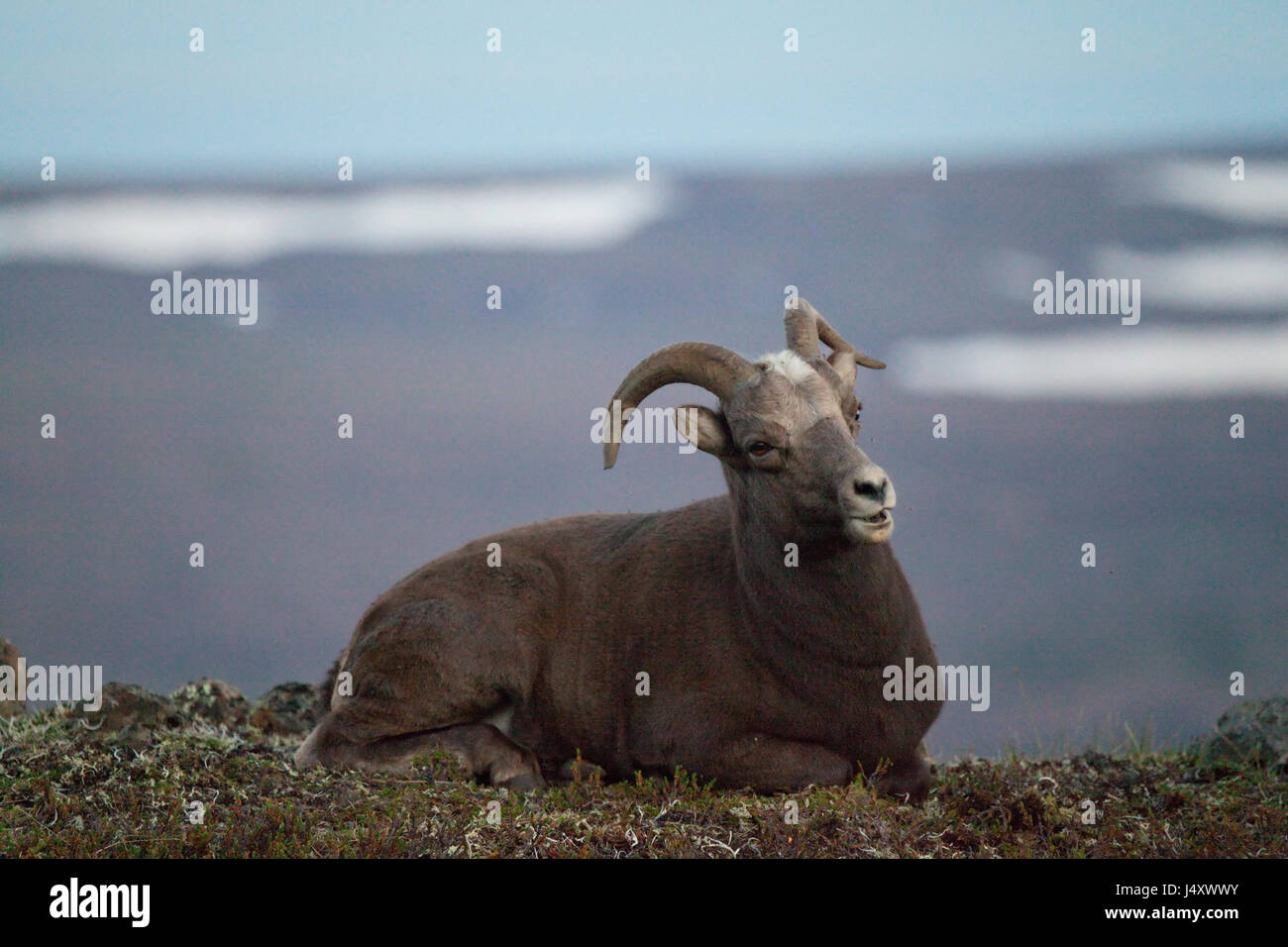 Putorana snow ram (Putorana big horn ram). Kutaramakan. Endemic animal of Putorana plateau. North of Russia. Siberia. Putorana reserve. Russia. Stock Photo