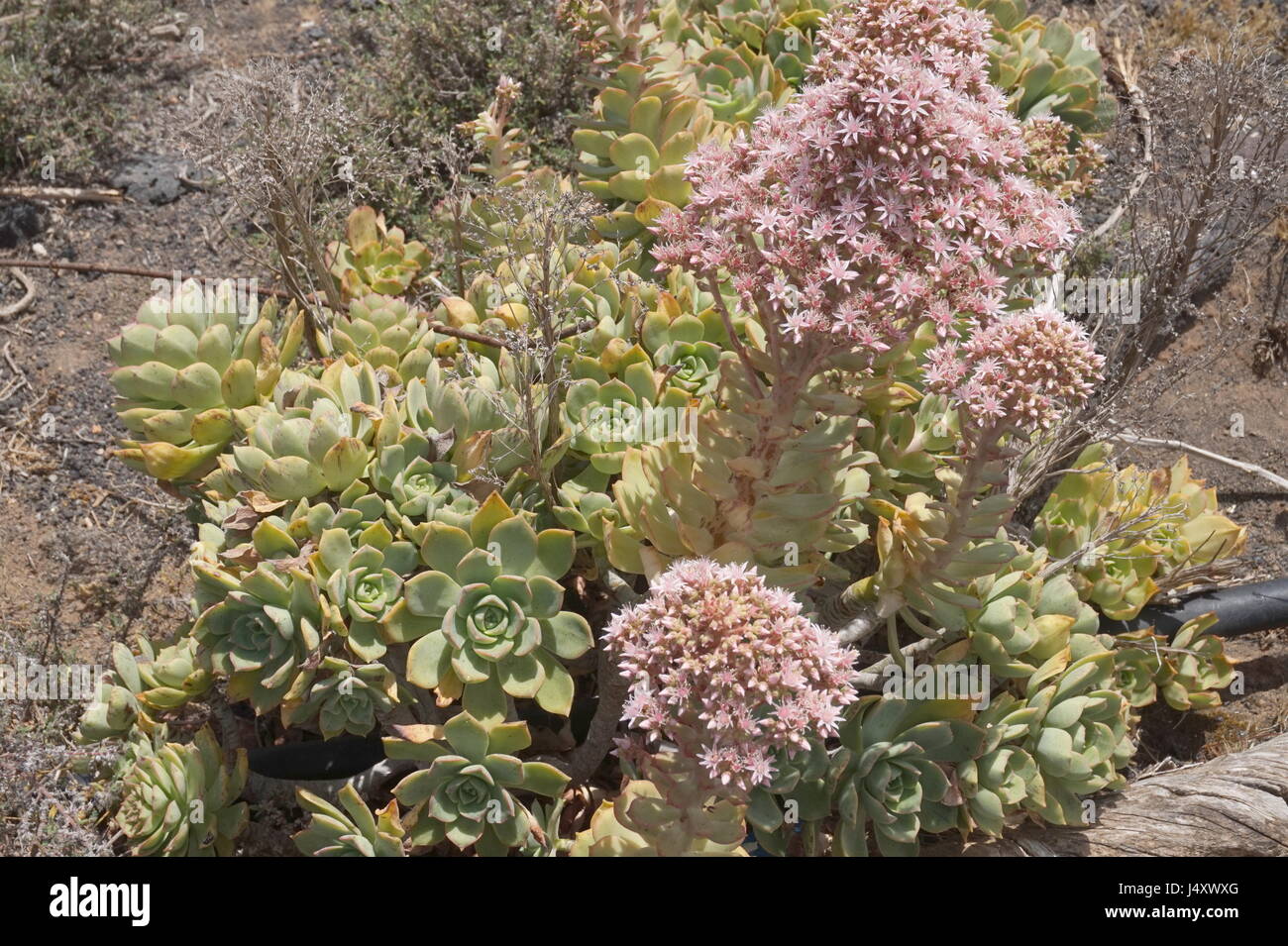 Plants adapted to the dry habitat of Lanzarote, The Canary Islands, Spain Stock Photo