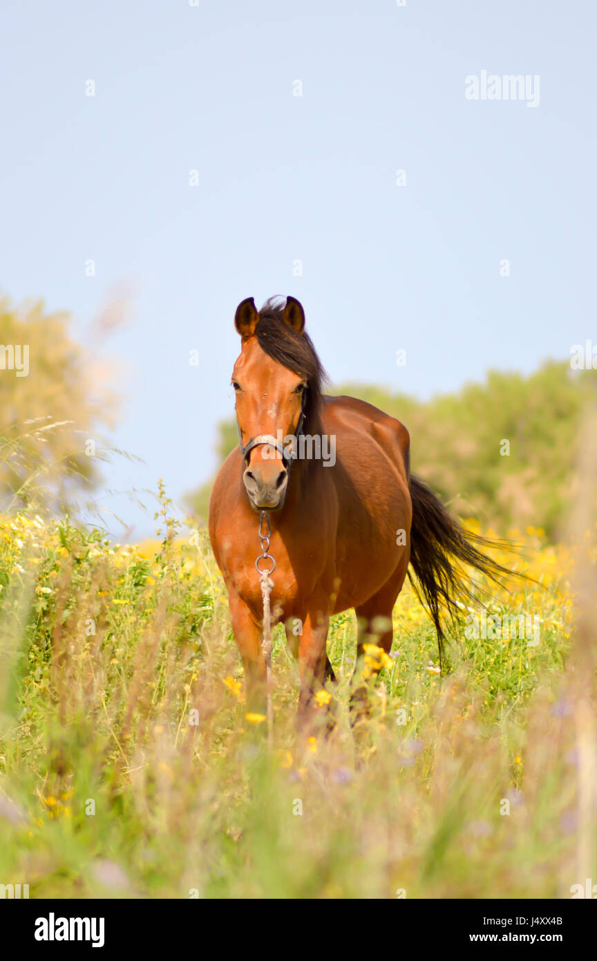 Brown horse in a meadow filled with daisies on the island of Crete
