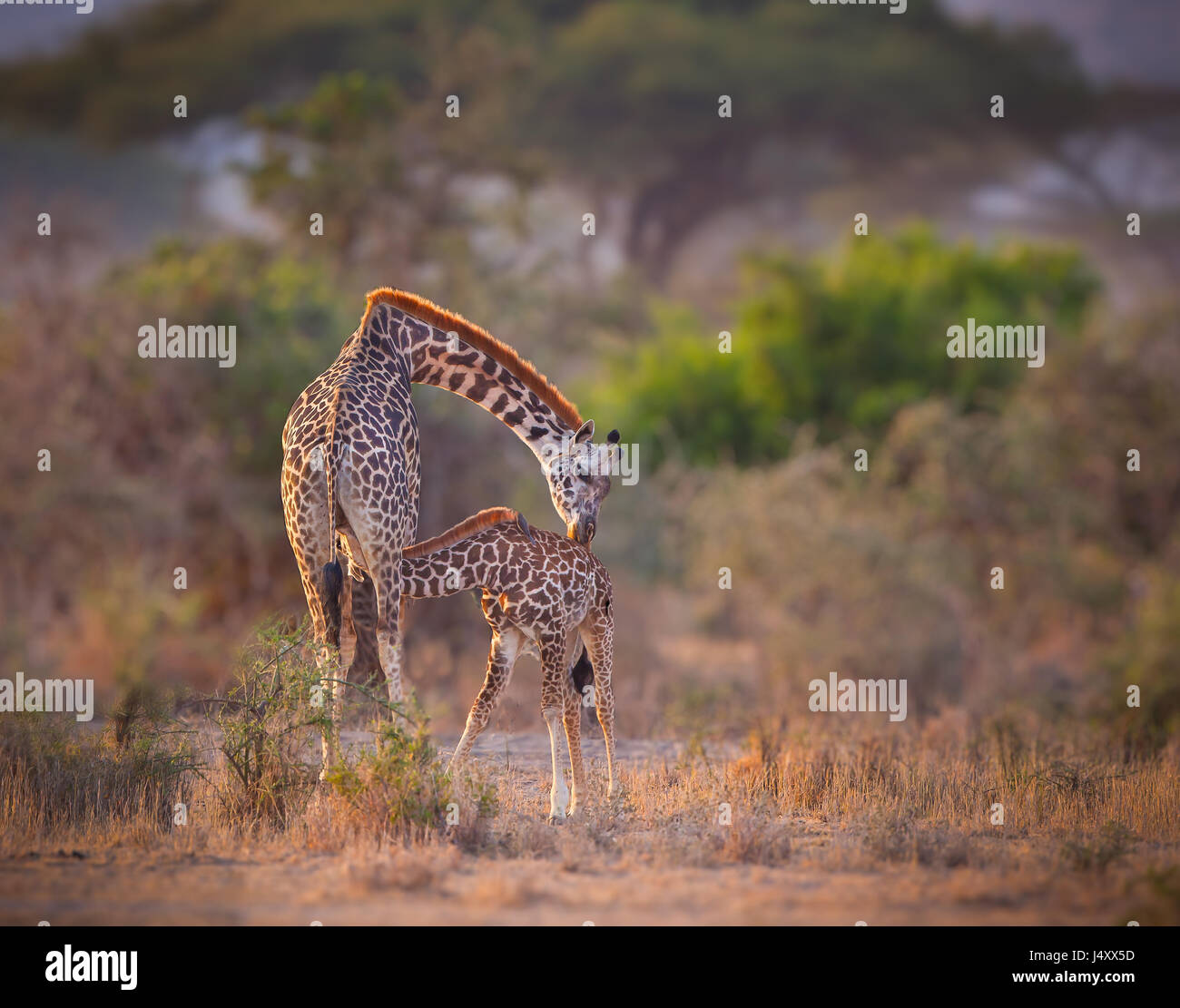 The Kiss. Mother giraffe kisses her nursing child Stock Photo