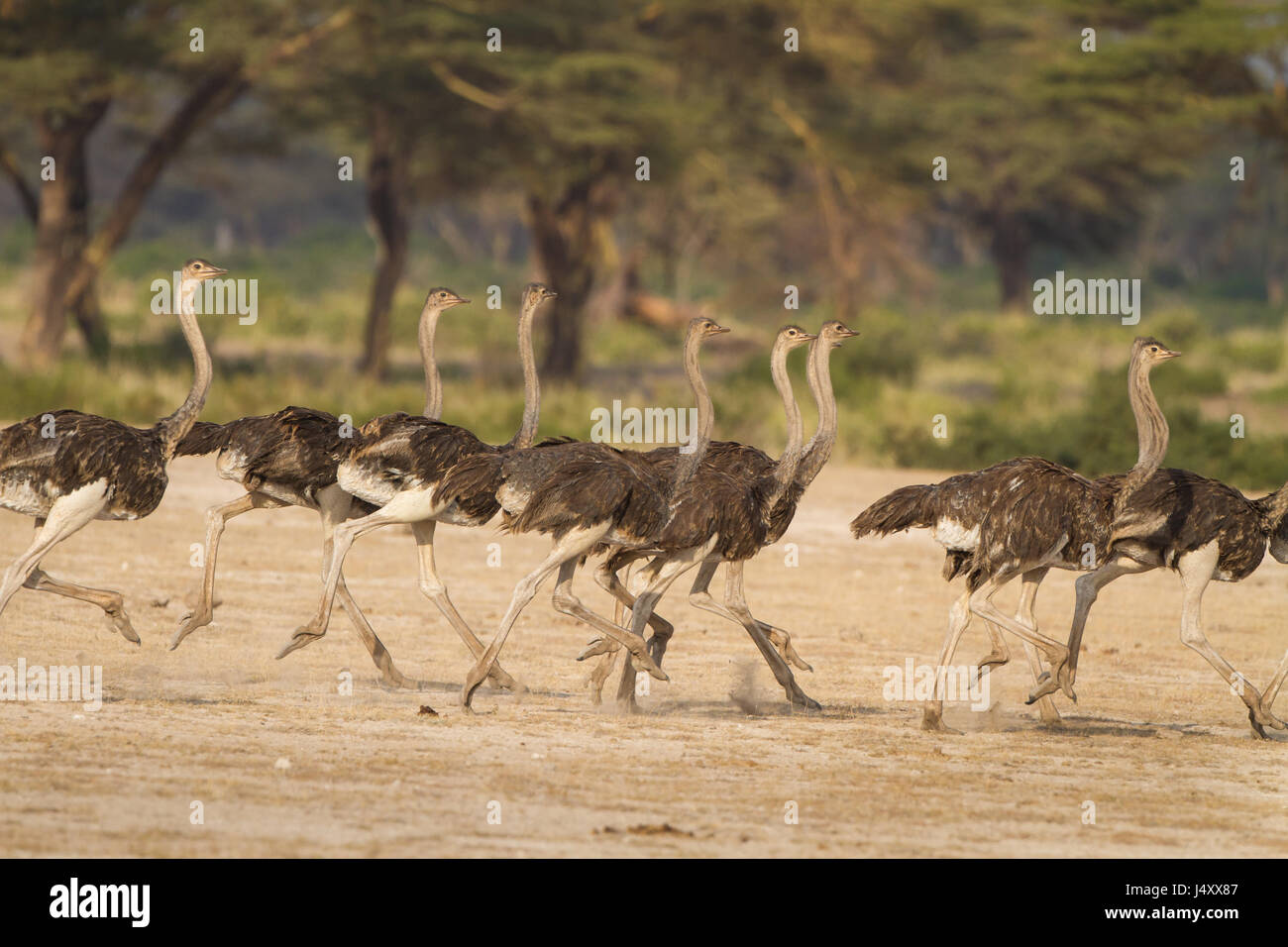 Flock of ostrich run together fleeing a predator in Tanzania, Africa Stock Photo