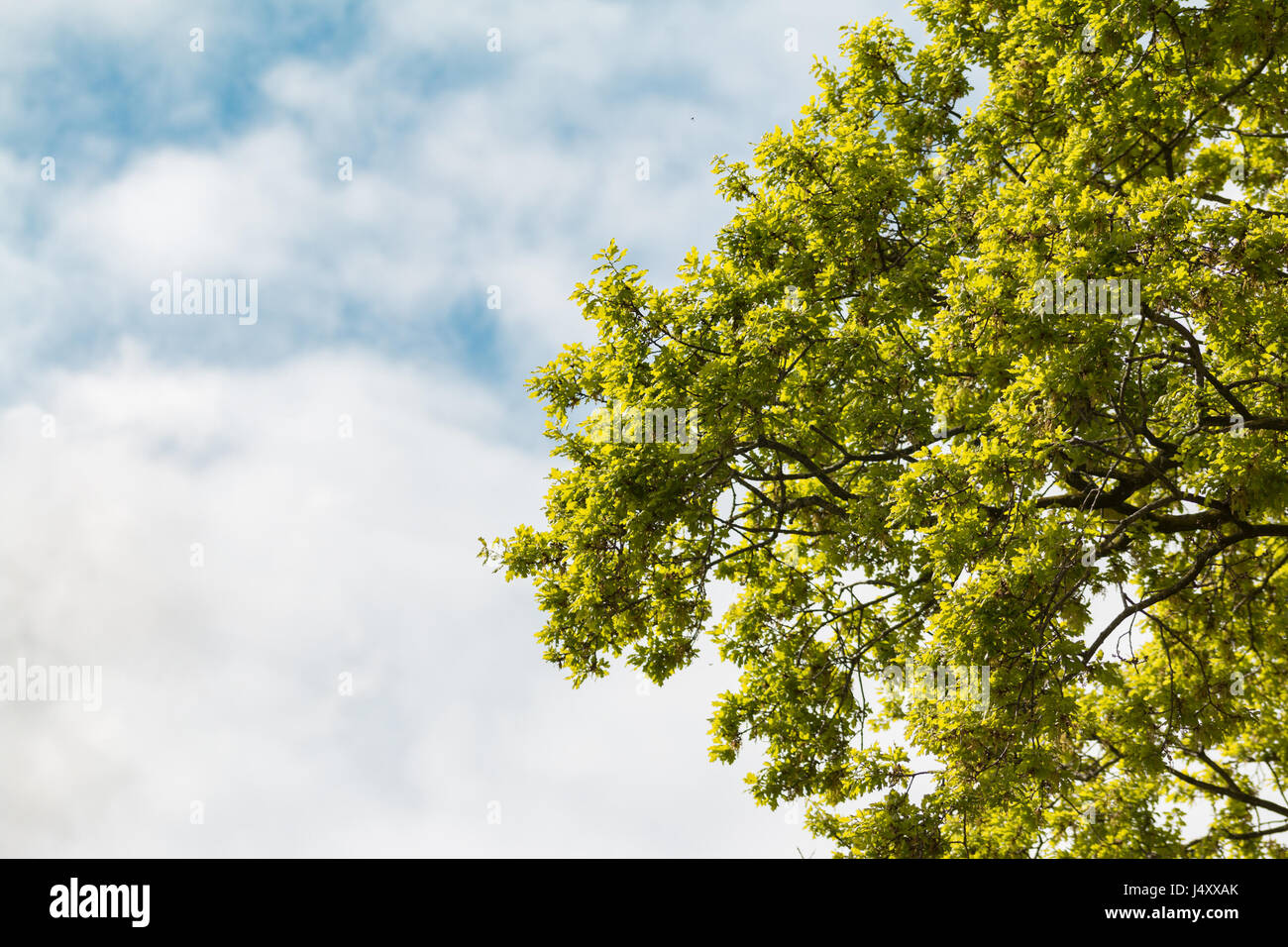 Green Tree Against Blue Cloudy Sky Stock Photo - Alamy