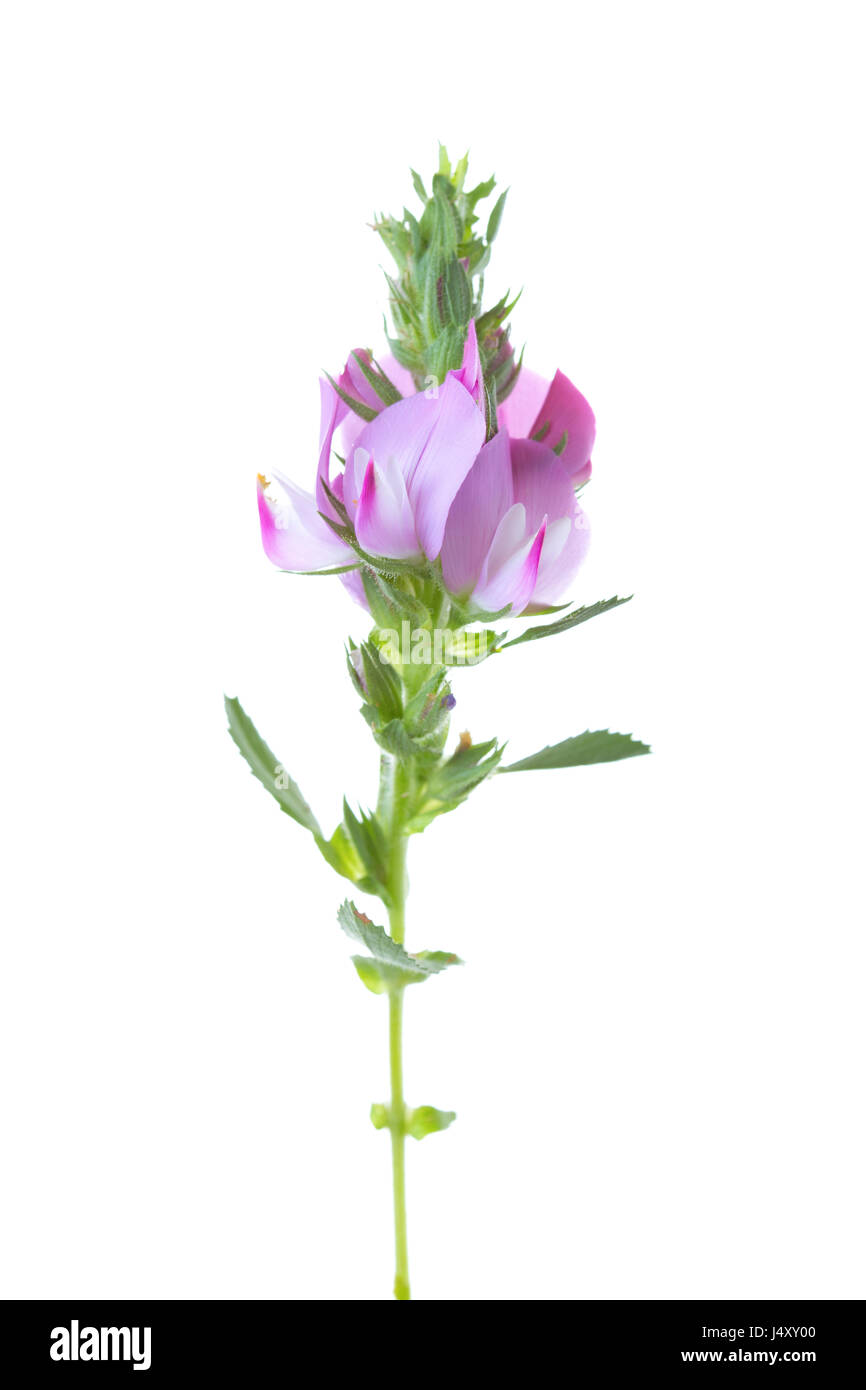 Pink flower isolated on white. Ononis arvensis Stock Photo
