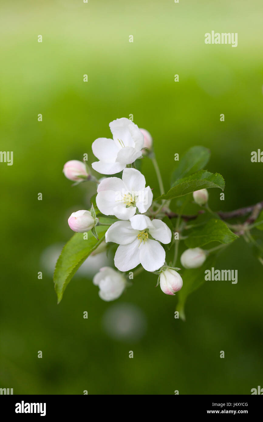 Apple blossom of Malus hupehensis, Hupeh crabapple flowering in an English garden during Spring, England, UK Stock Photo