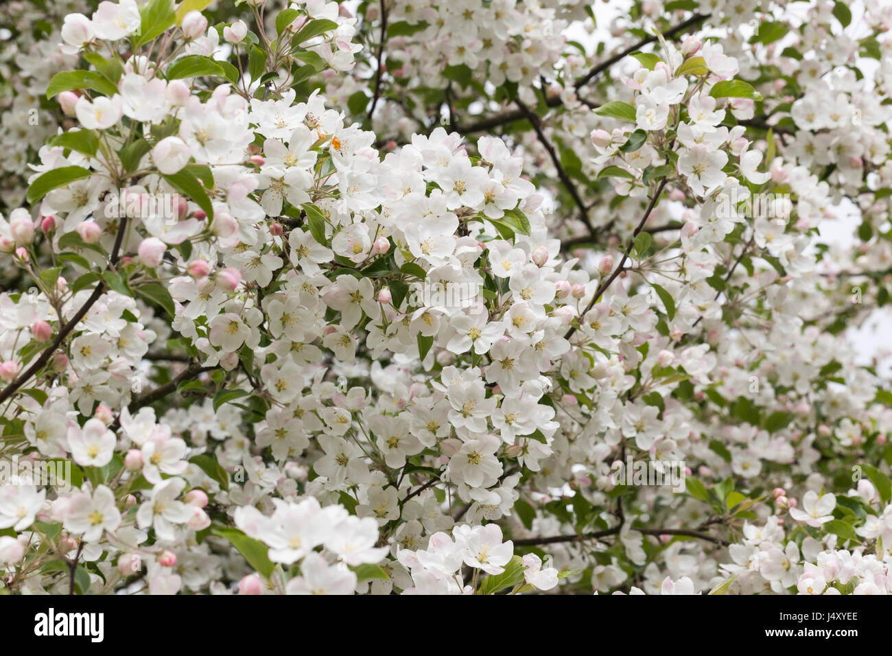 Apple blossom of Malus hupehensis, Hupeh crabapple flowering in an English garden during Spring, England, UK Stock Photo