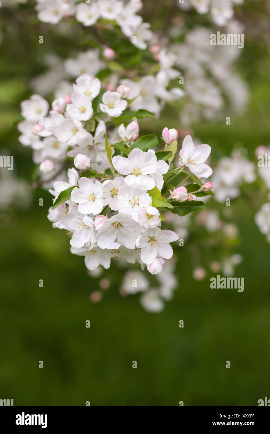 Apple blossom of Malus hupehensis, Hupeh crabapple flowering in an English garden during Spring,  England, UK Stock Photo