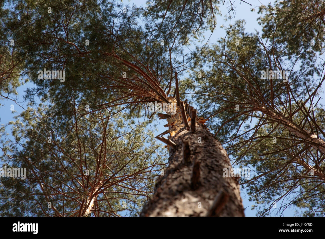 Bottom view of tall the pine pine trees in forest . Blue sky in ...
