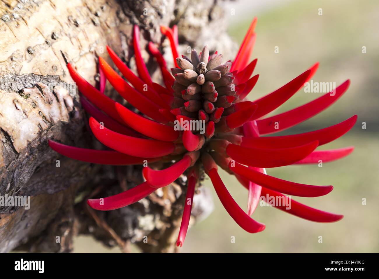 Erythrina Flabelliformis also known as Chilicote or Western Coral Bean Red Flower Close Up View Stock Photo