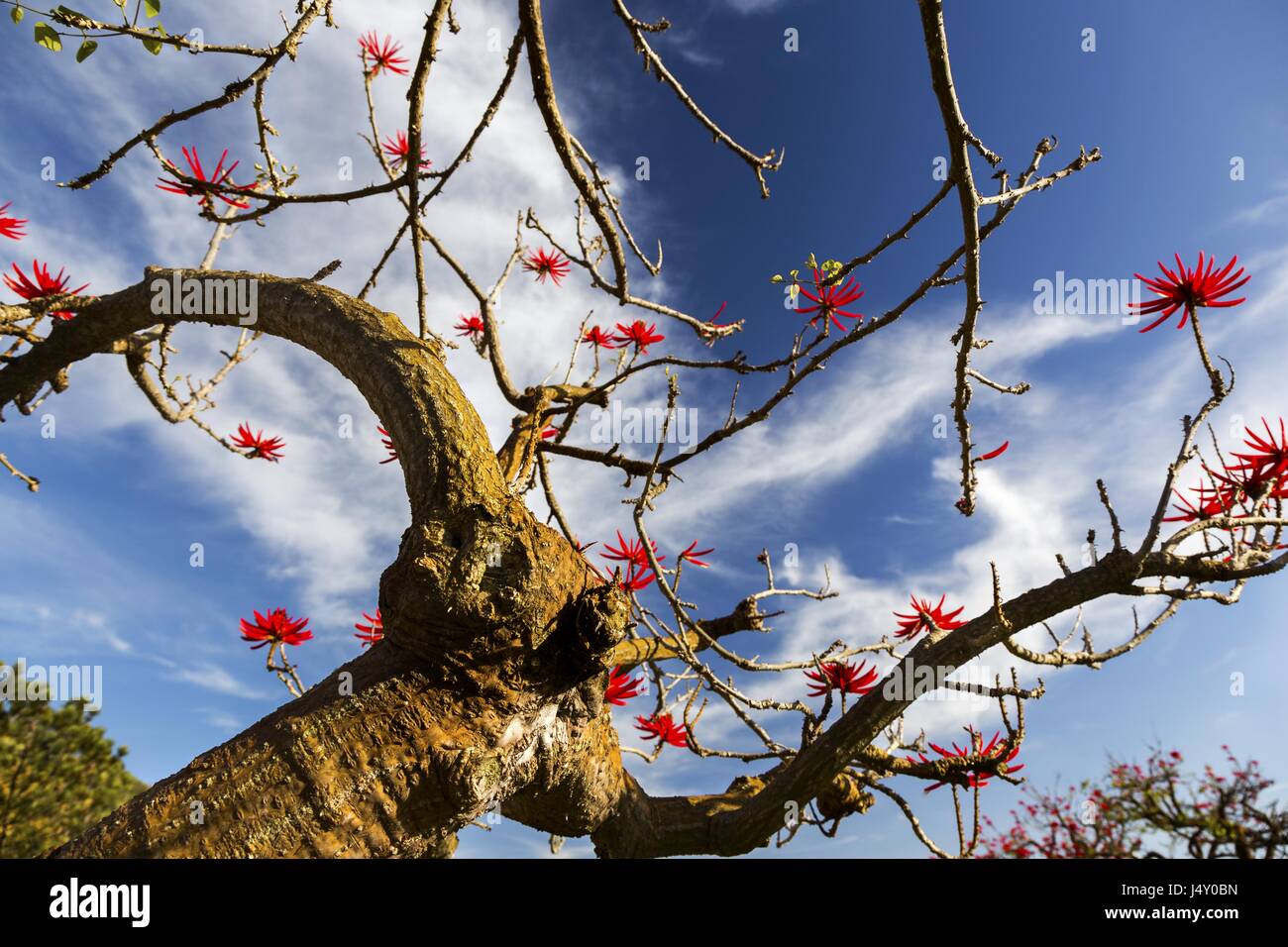 Erythrina Flabelliformis also known as Chilicote or Western Coral Bean Desert Flower Tree Blooming in Southern California against Blue Sky Background Stock Photo