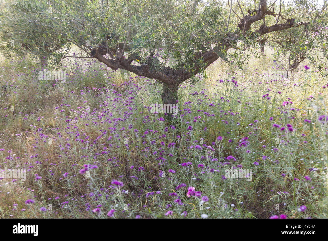 olive trees and purple thistle flowers near stoupa in mani on greek peloponnese under blue sky in spring Stock Photo