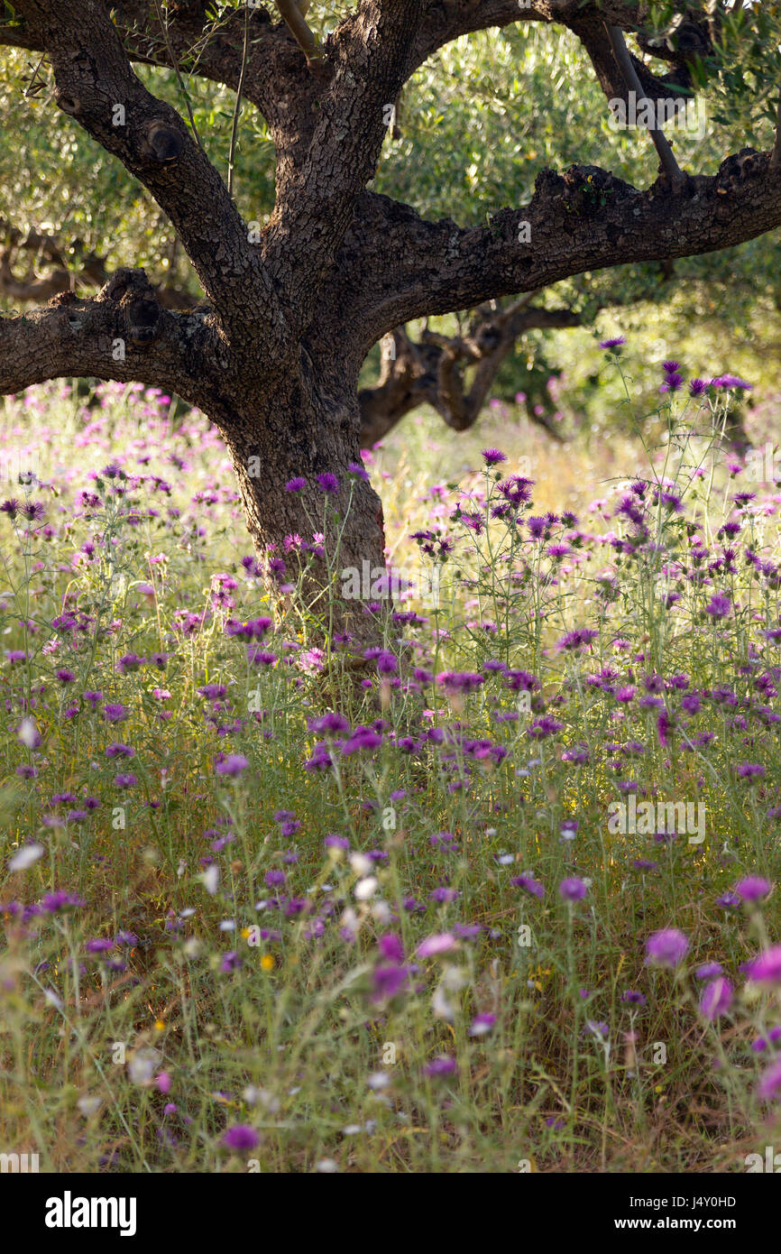 olive trees and purple thistle flowers near stoupa in mani on greek peloponnese in backlight Stock Photo