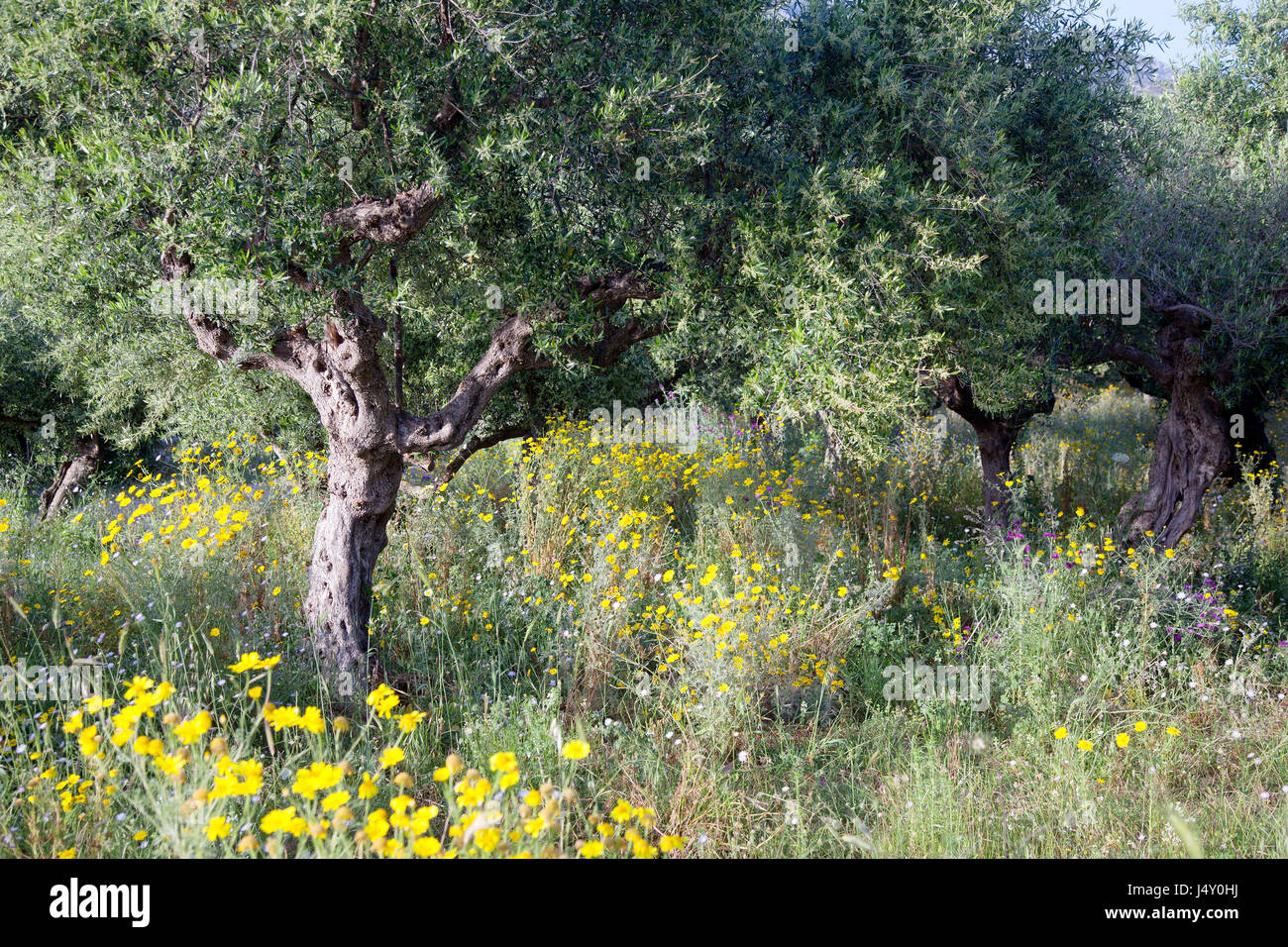 olive trees and yellow flowers near stoupa in mani on greek peloponnese under blue sky in spring Stock Photo