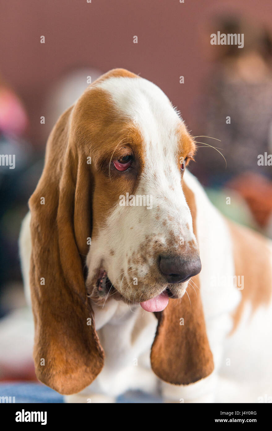Basset Hound. Healthy purebred dog photographed . Stock Photo