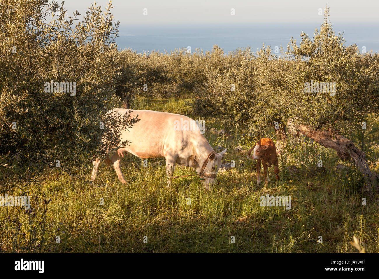 cow and calf between olive trees with blue sea in the background in