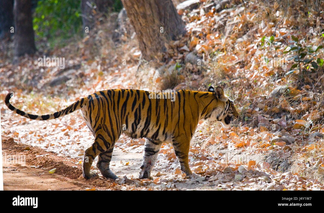 Wild tiger in the jungle. India. Bandhavgarh National Park. Madhya Pradesh. Stock Photo