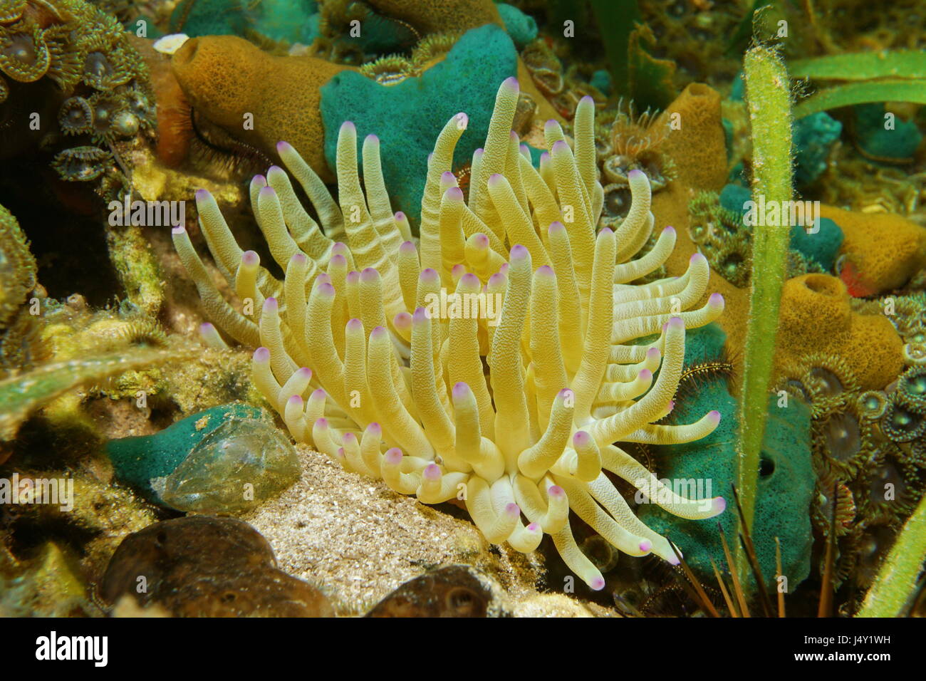 Marine life sea anemone Condylactis gigantea underwater in the Caribbean sea Stock Photo