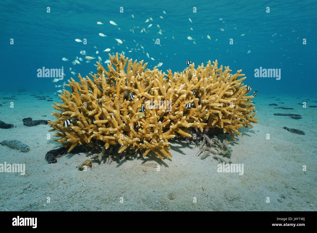 Staghorn coral underwater with fish blue-green chromis and whitetail dascyllus damselfish on a sandy seabed in the lagoon of Bora Bora, Pacific ocean Stock Photo