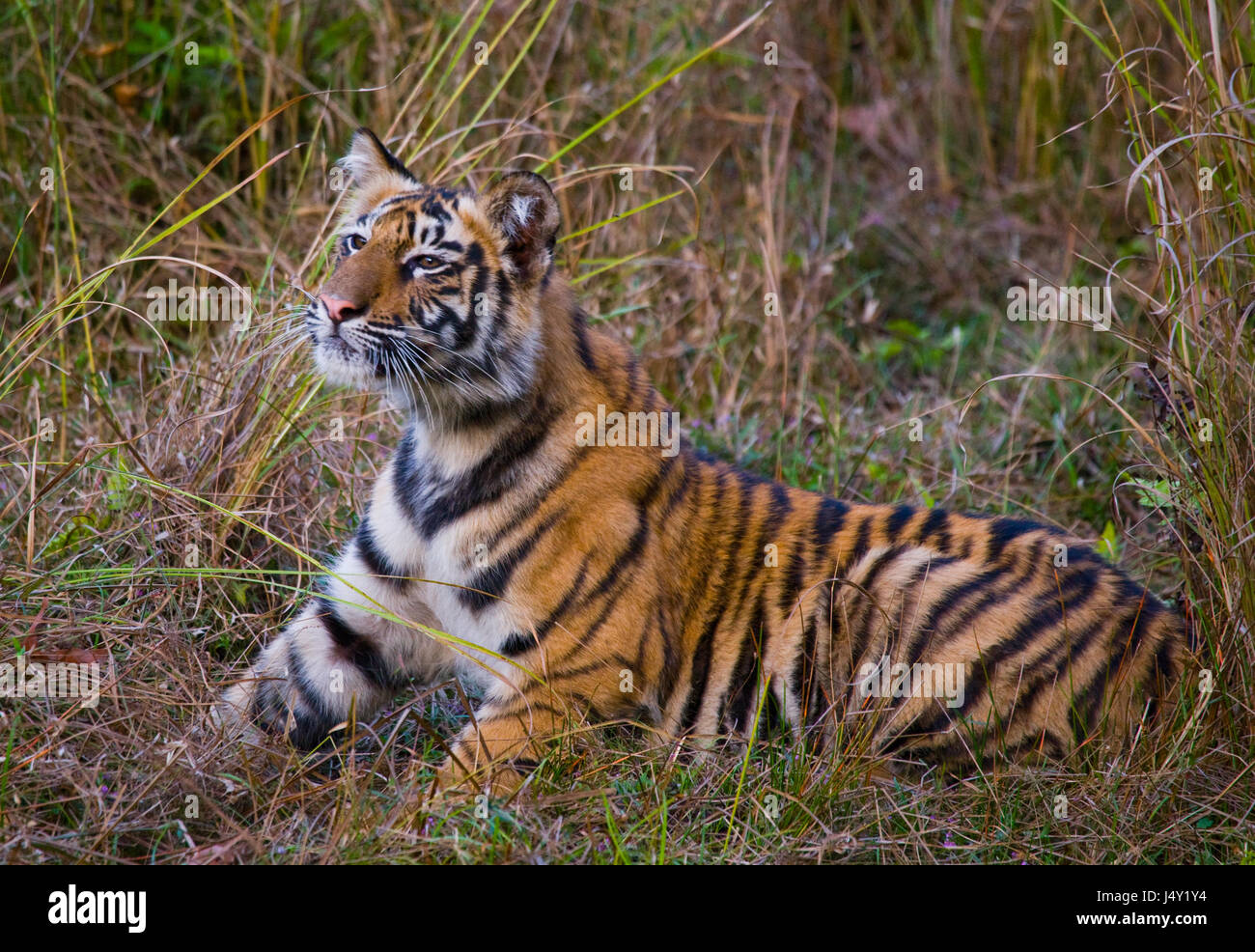 The cub wild tiger lying on the grass. India. Bandhavgarh National Park. Madhya Pradesh. Stock Photo