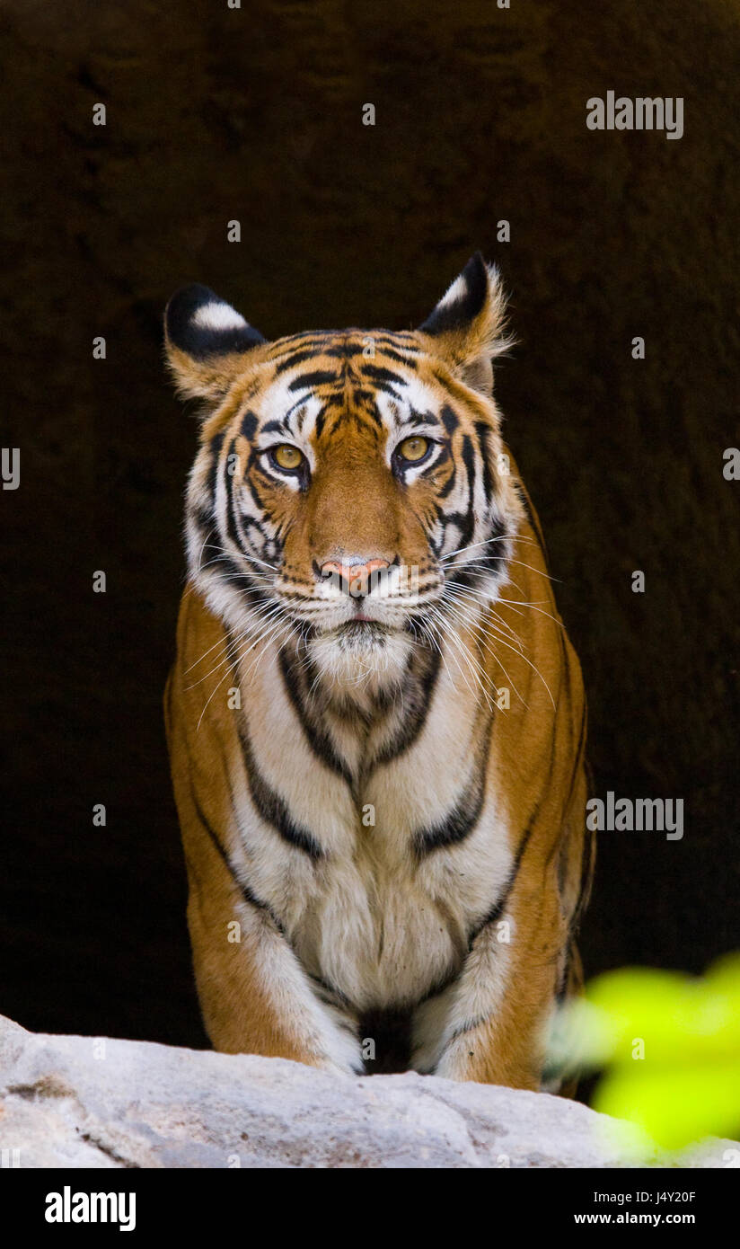 Wild Bengal Tiger in the cave. India. Bandhavgarh National Park. Madhya Pradesh. Stock Photo