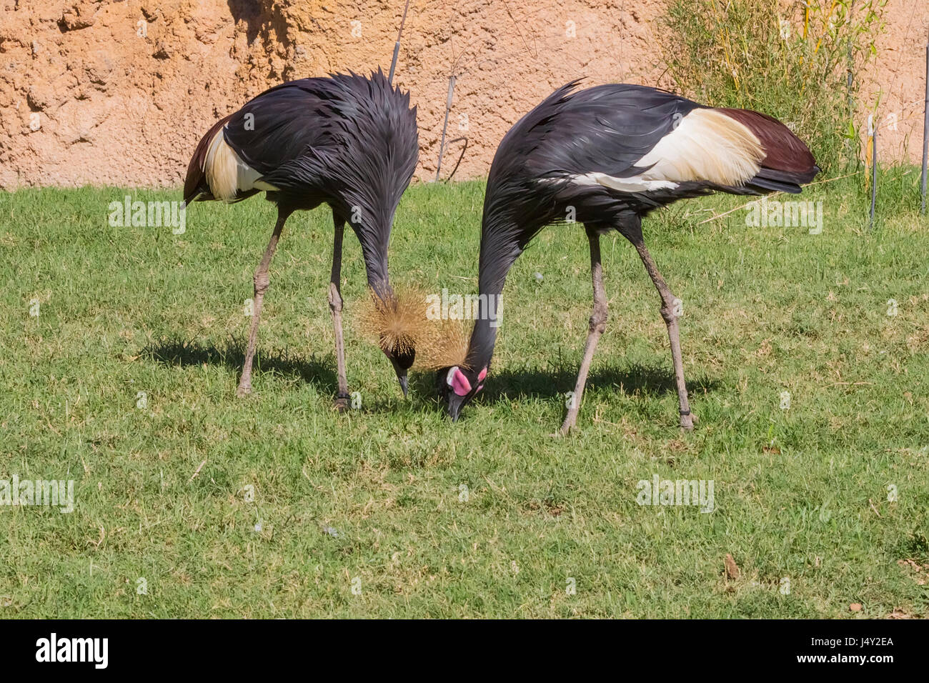 Grey crowned cranes Stock Photo