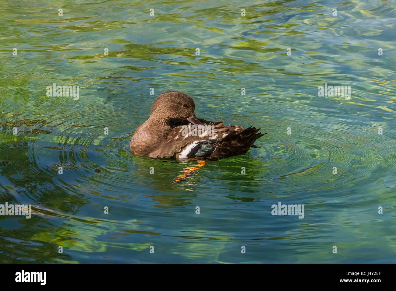 Ferruginous duck Stock Photo