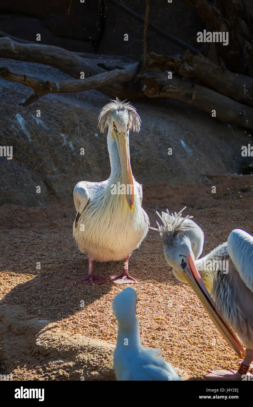 Pelican (Pelecanidae) in captivity. Stock Photo