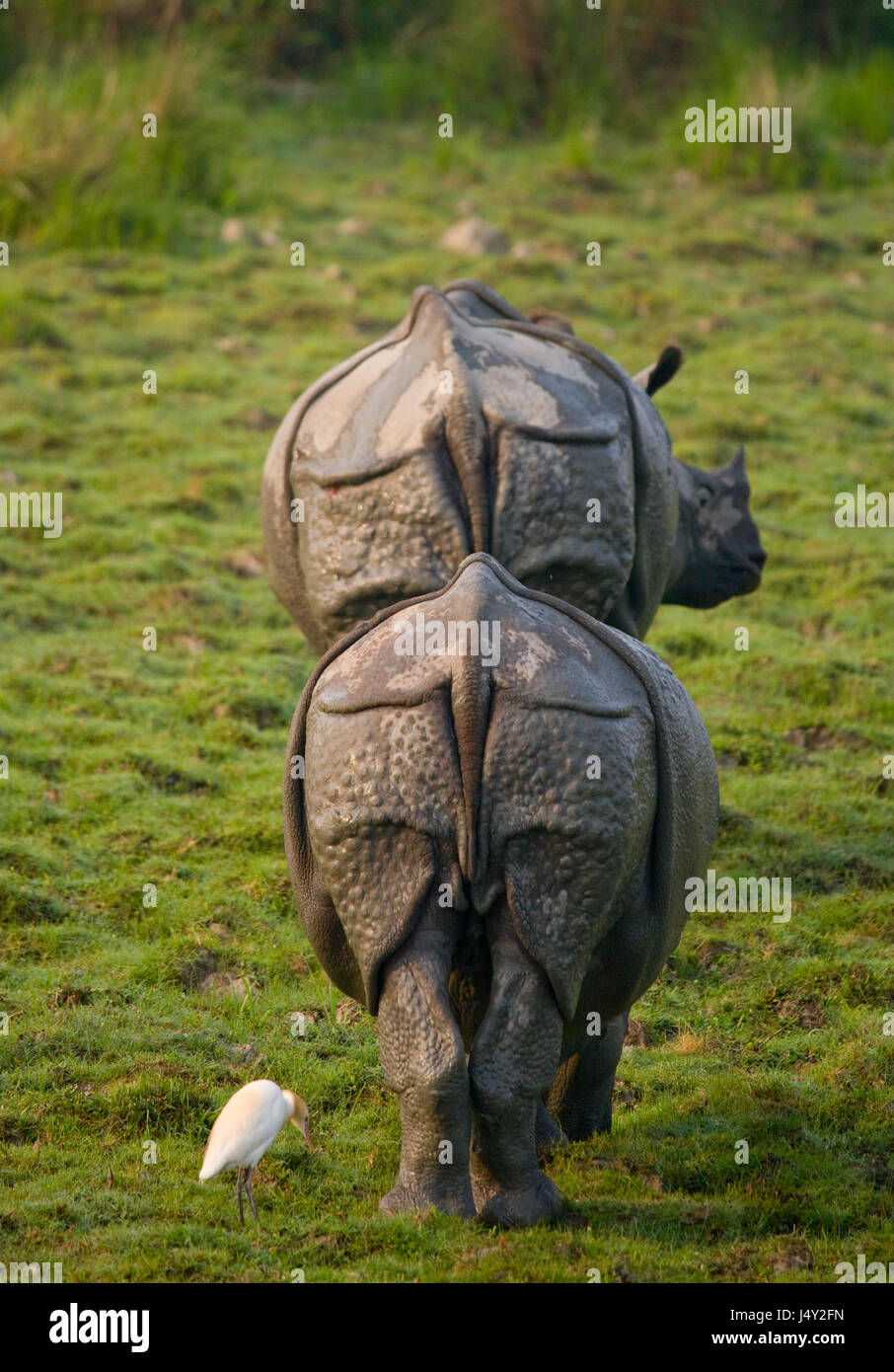Two Wild Great one-horned rhinoceroses in a national park. India. Kaziranga National Park. Stock Photo