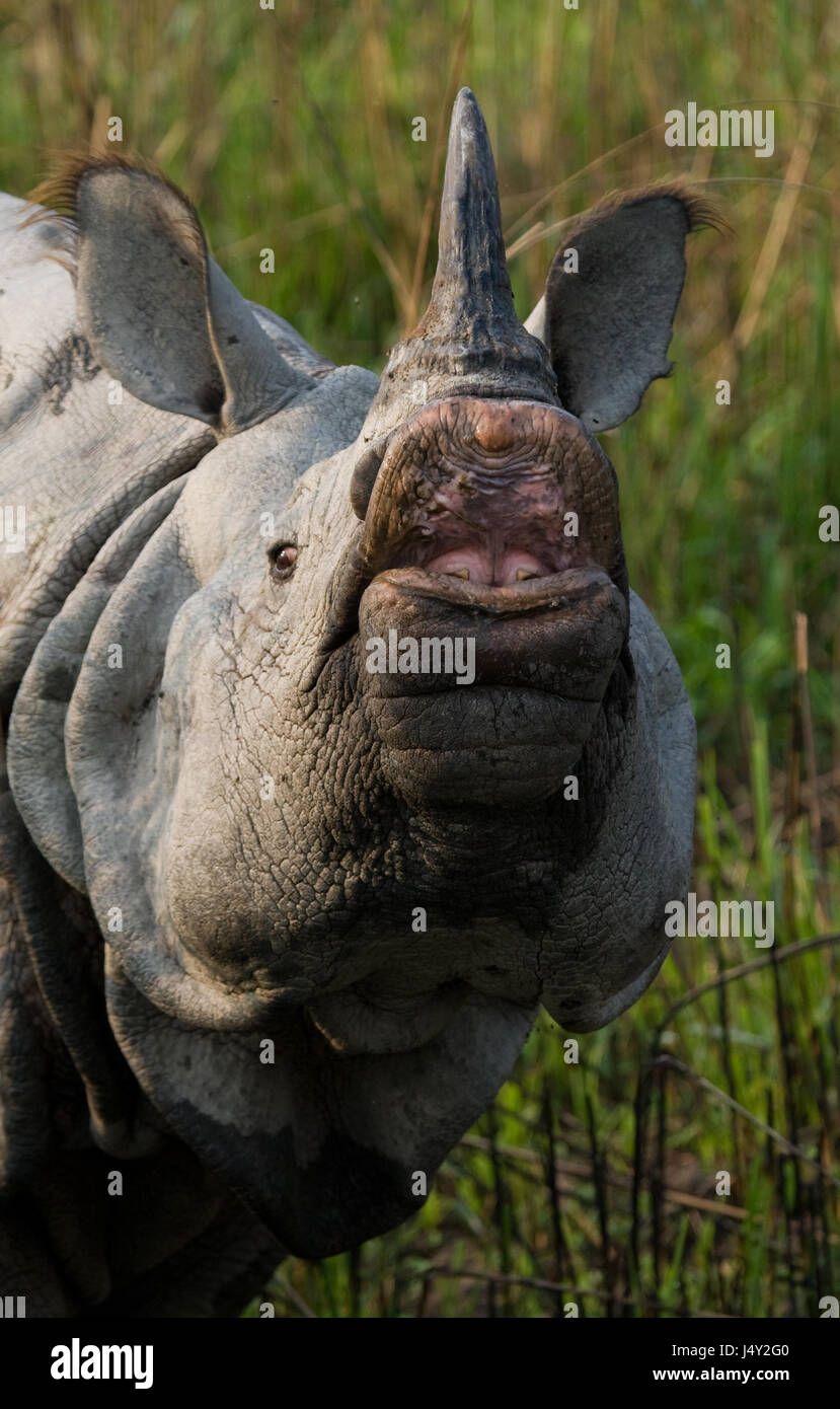 Portrait of a Wild Great one-horned rhinoceros. India. Kaziranga National Park. Stock Photo