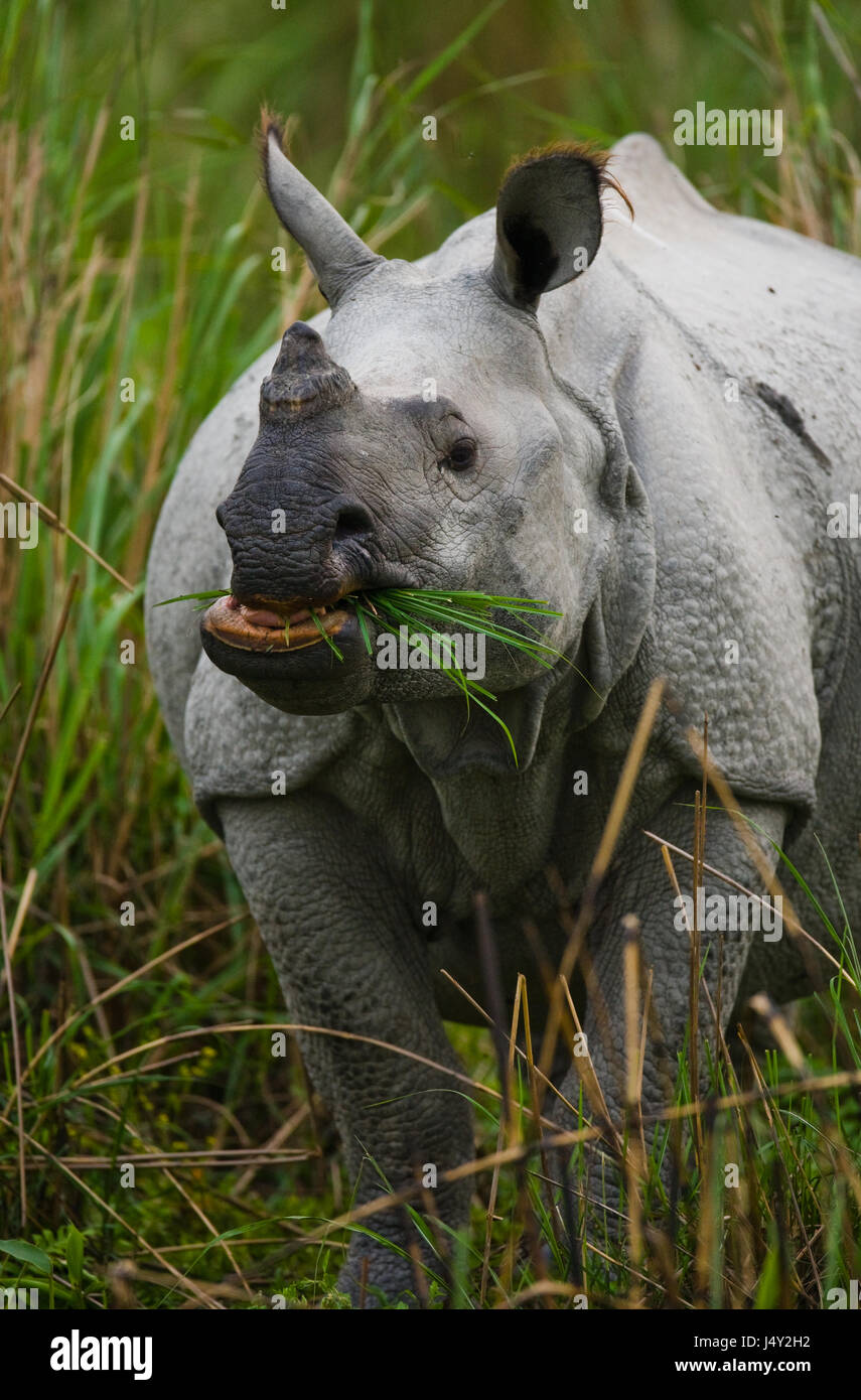 Portrait of a Wild Great one-horned rhinoceros. India. Kaziranga National Park. Stock Photo