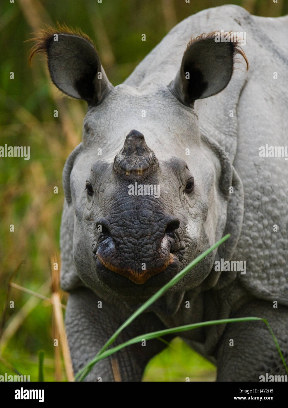 Portrait of a Wild Great one-horned rhinoceros. India. Kaziranga National Park. Stock Photo