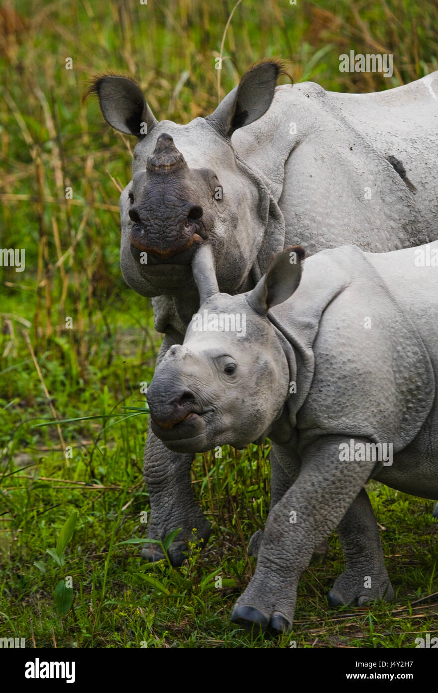 The female Great one-horned rhinoceroses and her calf. India. Kaziranga National Park. Stock Photo