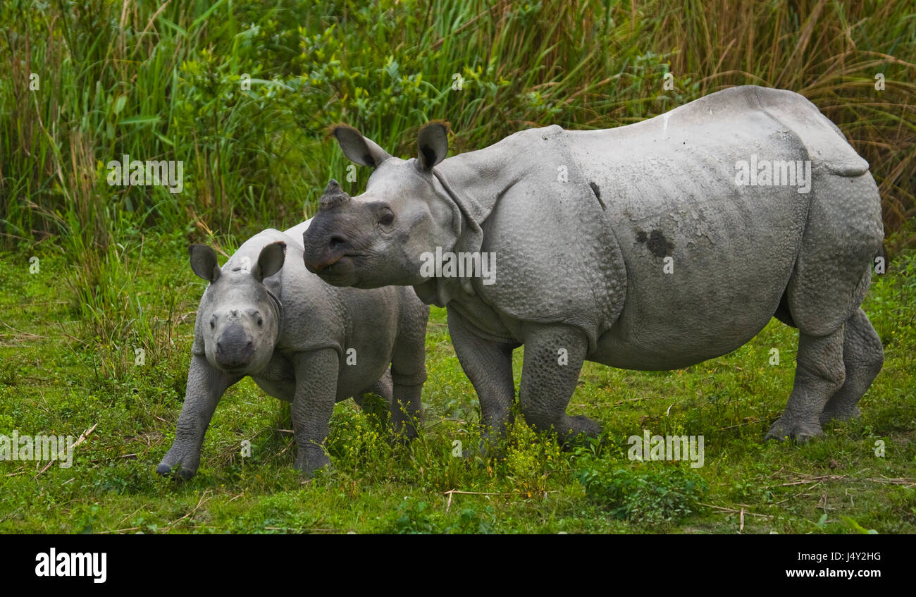 The female Great one-horned rhinoceroses and her calf. India. Kaziranga National Park. Stock Photo
