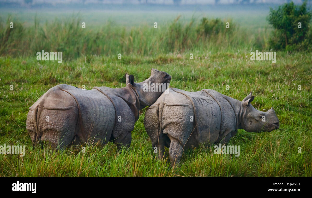 State animal of assam hi-res stock photography and images - Page 6 - Alamy