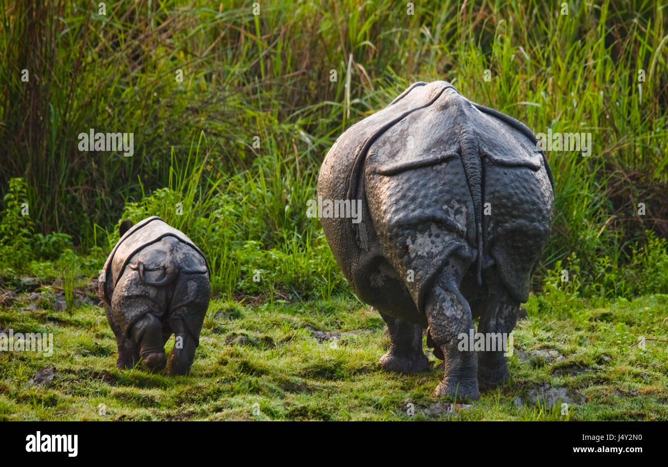 The female Great one-horned rhinoceroses and her calf. India. Kaziranga National Park. Stock Photo