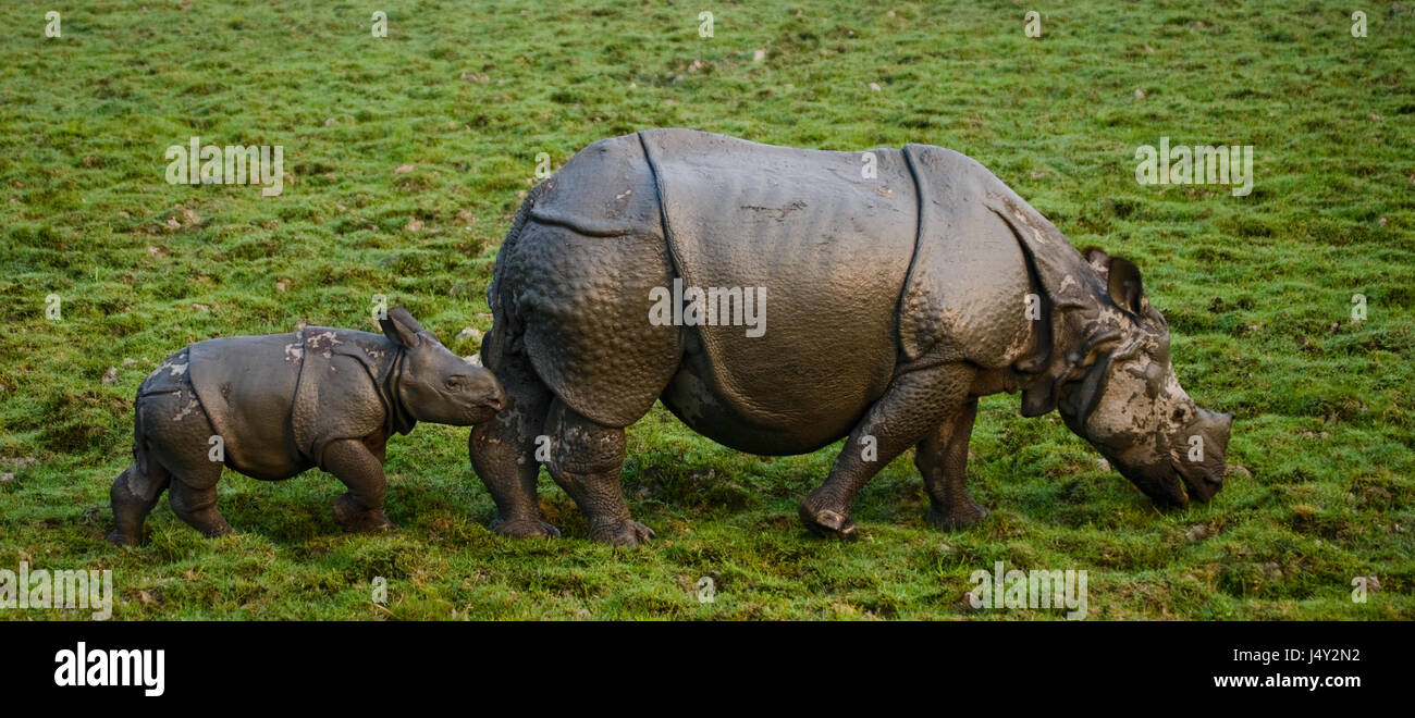 The female Great one-horned rhinoceroses and her calf. India. Kaziranga National Park. Stock Photo