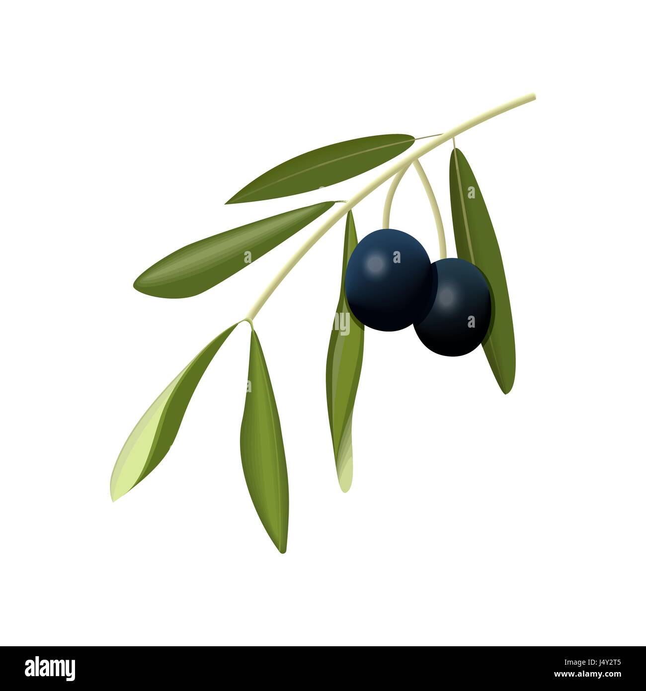 Olive branch with black olives on a white background isolated Stock Vector