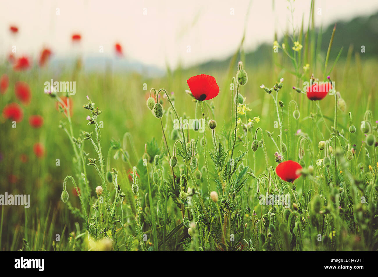 Beautiful close up in poppy field and sun. Spring summer nature background  concept. Inspirational and relaxing flowers nature background. Soft focus,  bokeh background Stock Photo - Alamy, image size:1300x955