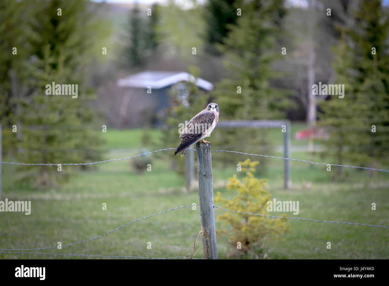 Strike hawk hi-res stock photography and images - Alamy