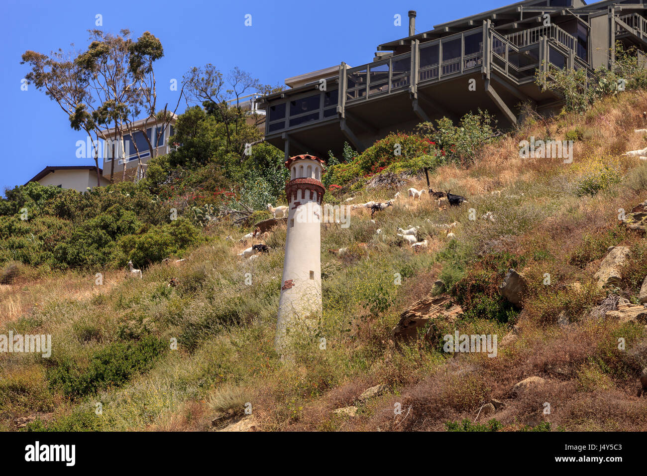 Goats cluster along a hillside with homes and a tower in Laguna Beach as a means of land maintenance and eating away wild brush that could lead to wil Stock Photo