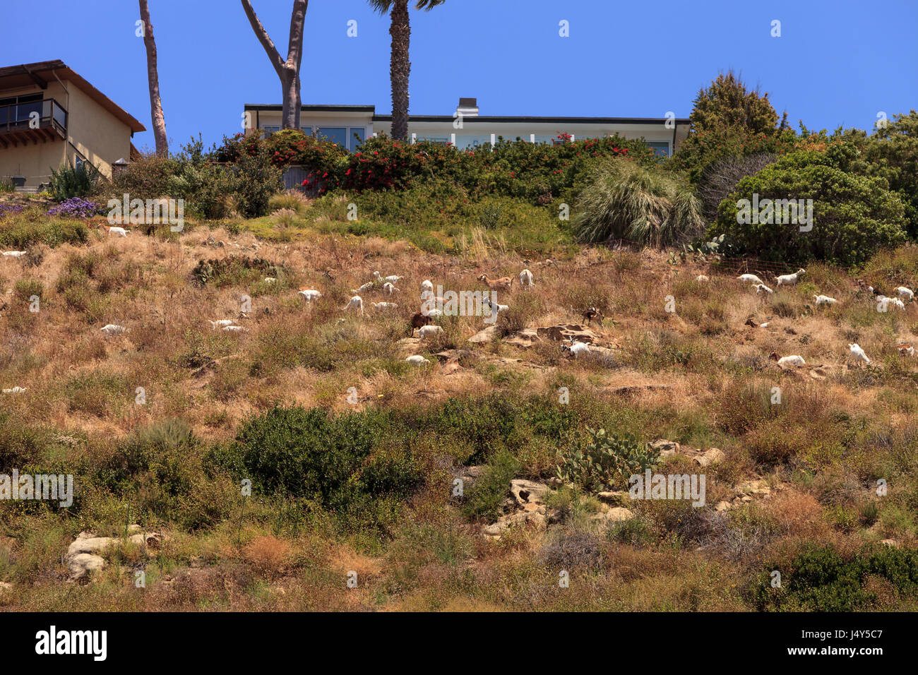 Goats cluster along a hillside with homes and a tower in Laguna Beach as a means of land maintenance and eating away wild brush that could lead to wil Stock Photo